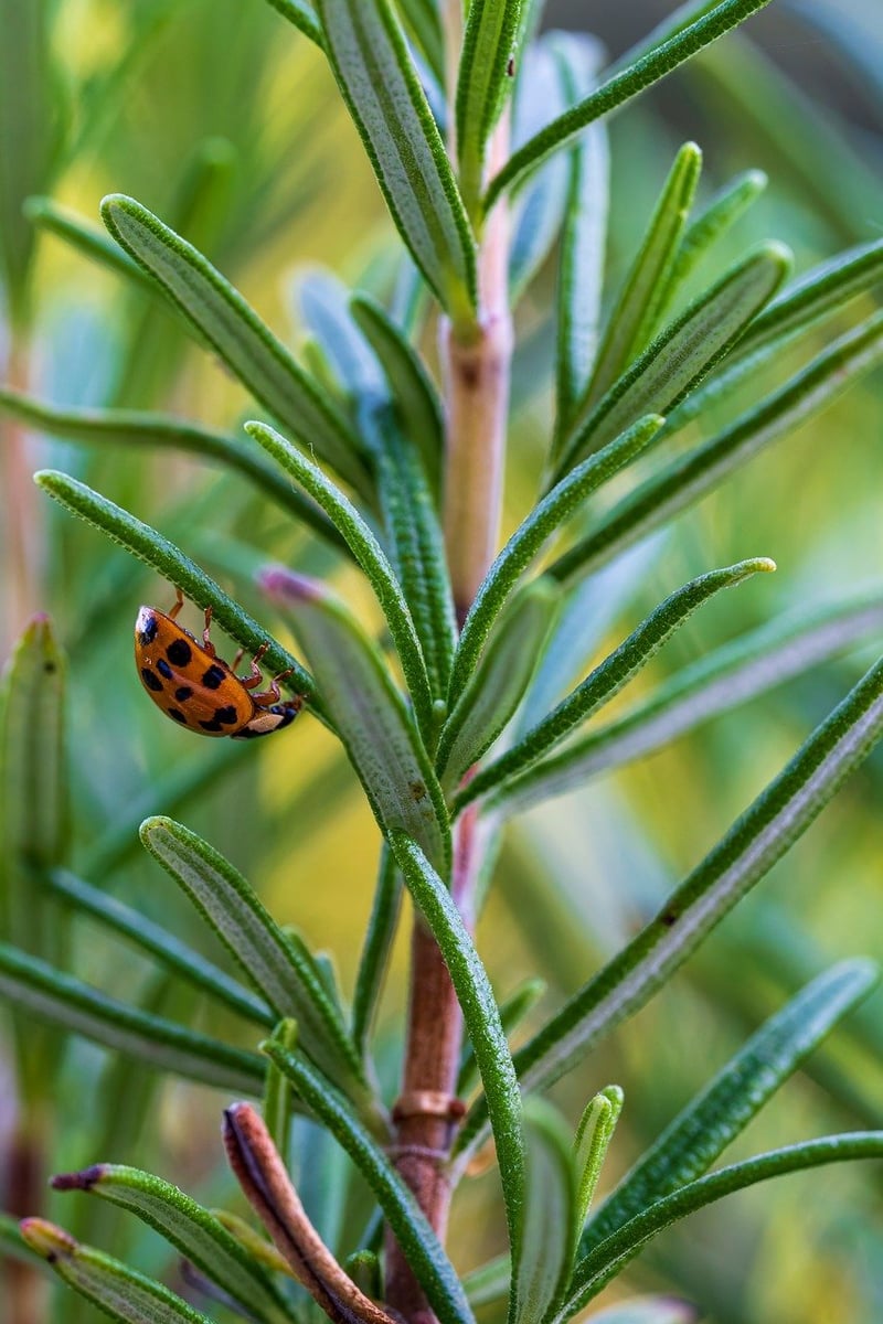 Vertical herb gardens